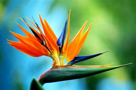 Birds of Paradise Wallpaper 